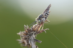 Coelioxys rufitarsis