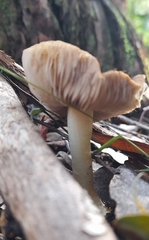 Inocybe calopedes
