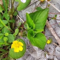 Viola acuminata