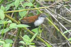 Pheugopedius fasciatoventris
