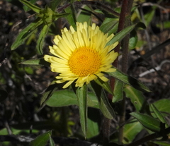 Pallenis spinosa