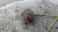 Monilinia fructicola