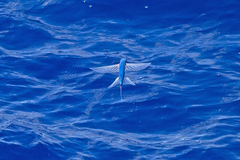 Limpidwing Flyingfish photo 2