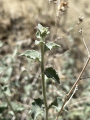 Brickellia nevinii