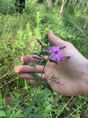 Phlox carolina