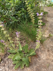 Salvia sclareoides