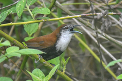 Pheugopedius fasciatoventris