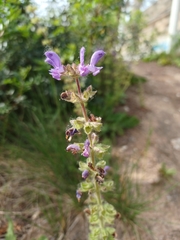 Salvia sclareoides