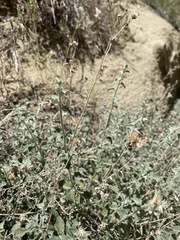 Brickellia nevinii