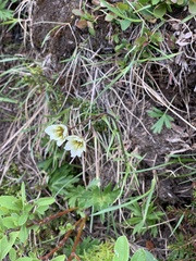 Gagea serotina