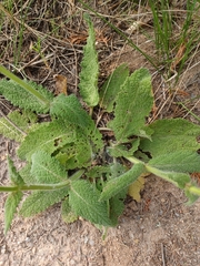 Salvia sclareoides