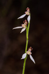 Eriochilus dilatatus multiflorus