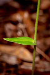 Eriochilus dilatatus multiflorus
