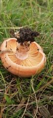 Lactarius deliciosus