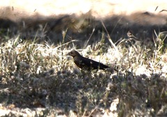 Xanthocephalus xanthocephalus