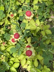 Mock Strawberry (Potentilla indica)