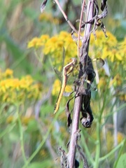 Libellula flavida