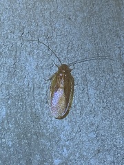 Parcoblatta virginica