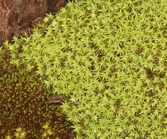 Pseudocrossidium crinitum