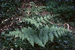 Hypolepis glandulifera