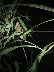 Copiphora rhinoceros
