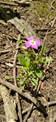 Malcolmia maritima