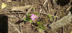 Malcolmia maritima
