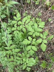 Osmorhiza depauperata