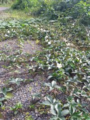 Distimake macrocalyx