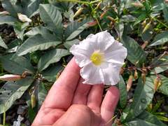 Distimake macrocalyx