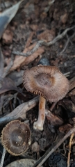 Inocybe calopedes