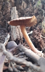 Inocybe calopedes