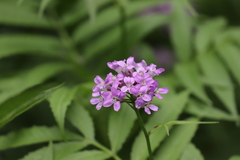 Cardamine macrophylla