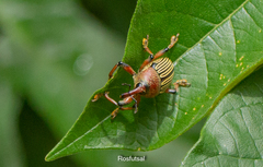 Cholus parallelogrammus