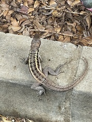 Leiocephalus psammodromus