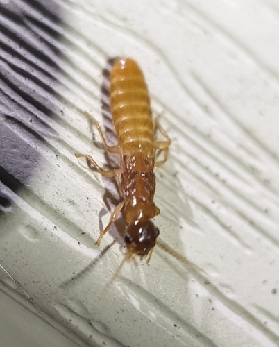Formosan subterranean termite photo 5