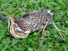 Ixobrychus eurhythmus