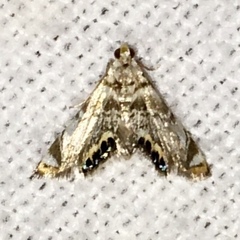 Eoparargyractis irroratalis