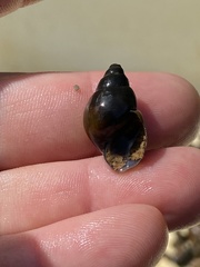Campeloma decampi