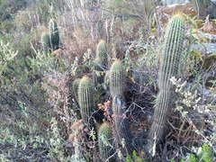 Trichocereus vollianus