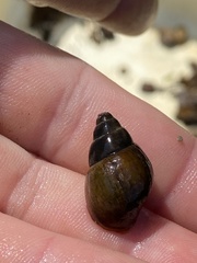 Campeloma decampi