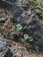 Dioscorea galeottiana