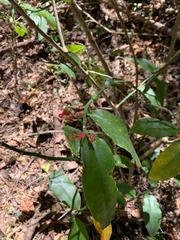 Euphorbia peritropoides