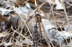 Libellula auripennis