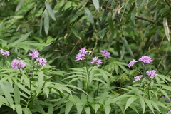 Cardamine macrophylla