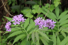 Cardamine macrophylla