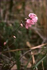 Tetratheca pilosa