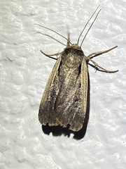 Ochropleura implecta