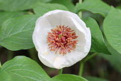 Paeonia obovata