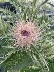 Cirsium horridulum